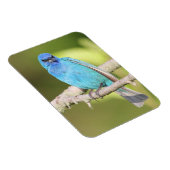 Indigo Bunting Magnet (Rechte Seite)