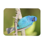 Indigo Bunting Magnet (Horizontal)