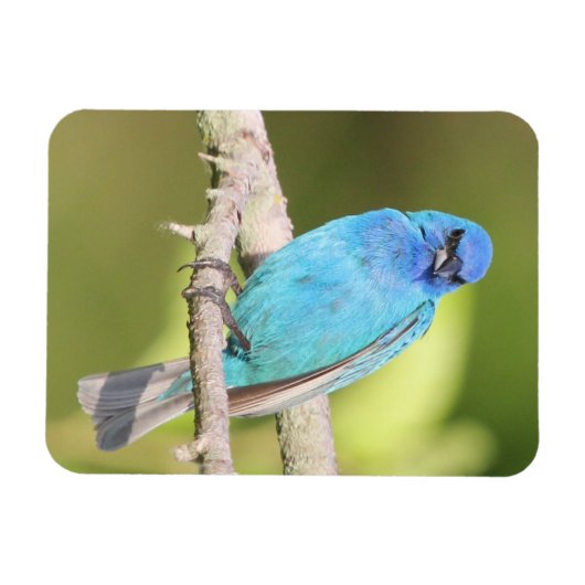 Indigo Bunting Magnet (Horizontal)