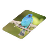 Indigo Bunting Magnet (Linke Seite)