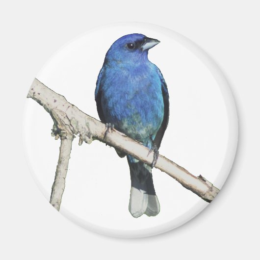 Indigo Bunting Magnet (Vorne)