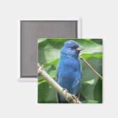 Indigo Bunting Magnet (Vorderseite/Rückseite)