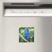 Indigo Bunting Magnet (In Situ (Geschirrspüler))
