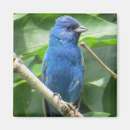 Indigo Bunting Magnet