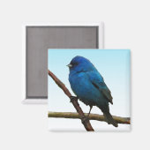 Indigo Bunting Magnet (Vorderseite/Rückseite)