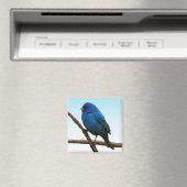Indigo Bunting Magnet (In Situ (Geschirrspüler))