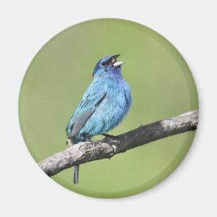 Indigo Bunting Magnet