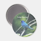 Indigo Bunting Magnet (Vorderseite/Rückseite)