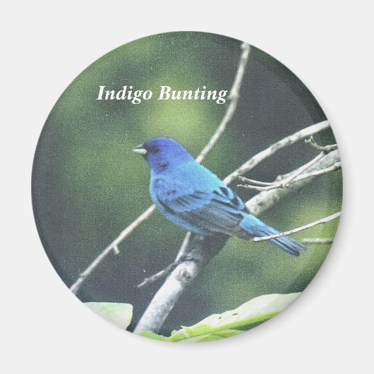 Indigo Bunting Magnet (Vorne)