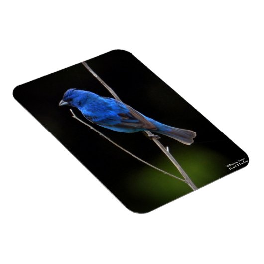 Indigo Bunting Magnet (Rechte Seite)