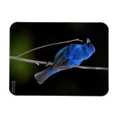 Indigo Bunting Magnet (Horizontal)