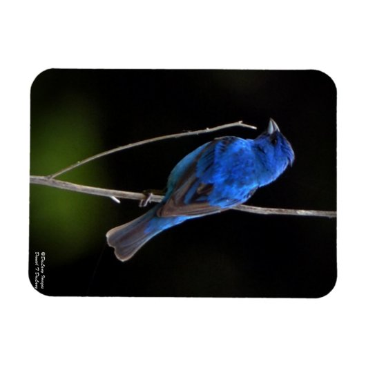 Indigo Bunting Magnet (Horizontal)