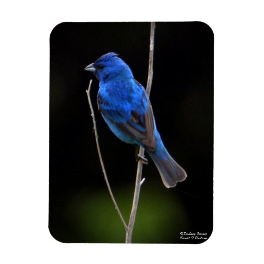 Indigo Bunting Magnet (Vertikal)