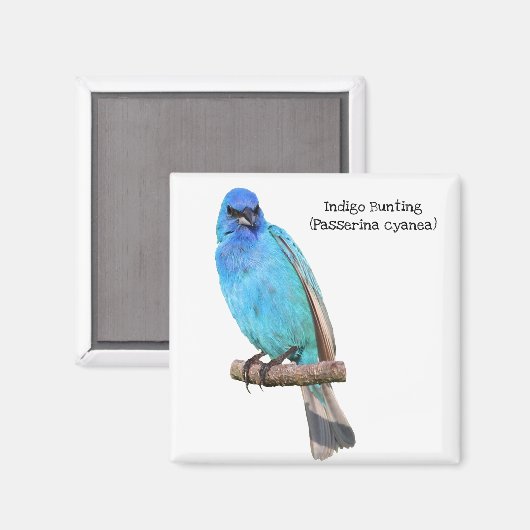 Indigo Bunting Magnet (Vorderseite/Rückseite)