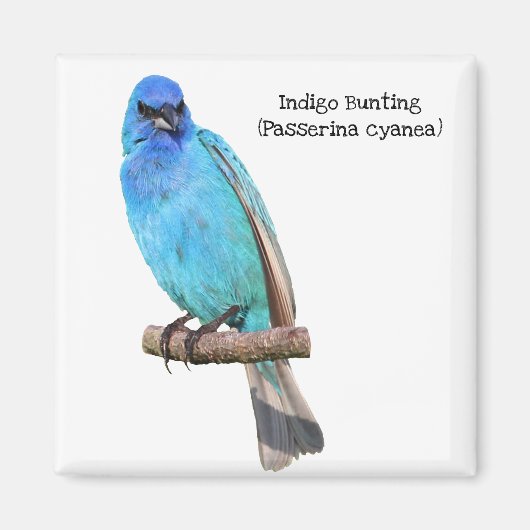 Indigo Bunting Magnet (Vorne)