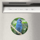 Indigo Bunting Magnet (In Situ (Geschirrspüler))