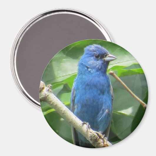 Indigo Bunting Magnet (Vorderseite/Rückseite)