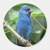 Indigo Bunting Magnet (Vorne)
