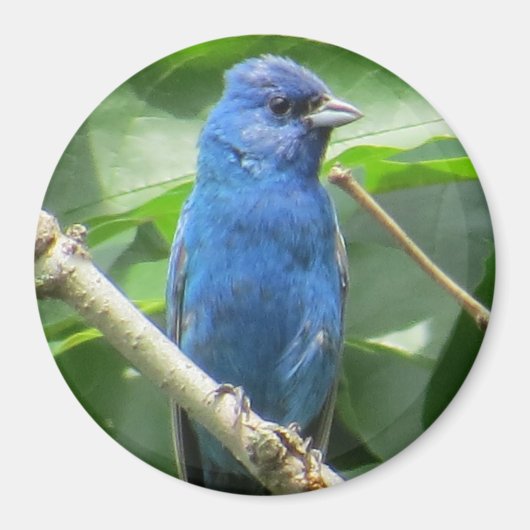 Indigo Bunting Magnet (Vorne)