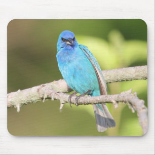 Indigo Bunting Mousepad