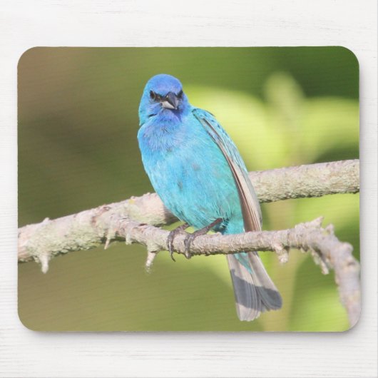 Indigo Bunting Mousepad (Vorne)