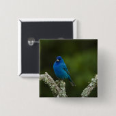 Indigo Bunting, Passerina cyanea, Coastal Button (Vorne & Hinten)