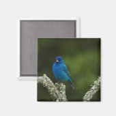 Indigo Bunting, Passerina cyanea, Coastal Magnet (Vorderseite/Rückseite)