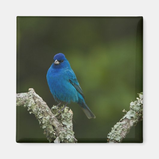 Indigo Bunting, Passerina cyanea, Coastal Magnet (Vorne)
