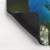 Indigo Bunting, Passerina cyanea, Coastal Mousepad (Ecke)