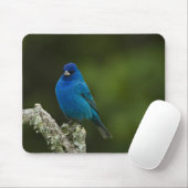 Indigo Bunting, Passerina cyanea, Coastal Mousepad (Mit Mouse)