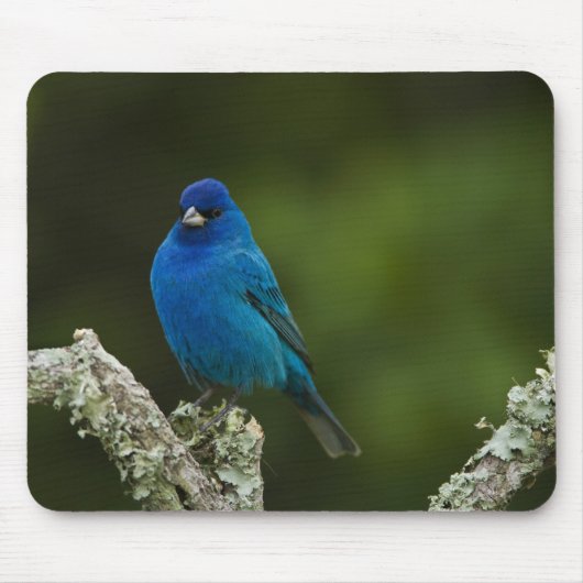 Indigo Bunting, Passerina cyanea, Coastal Mousepad (Vorne)