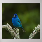 Indigo Bunting, Passerina cyanea, Coastal Poster (Vorne)