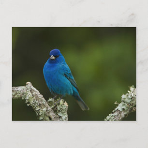 Indigo Bunting, Passerina cyanea, Coastal Postkarte