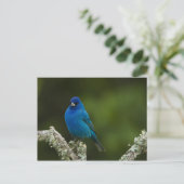Indigo Bunting, Passerina cyanea, Coastal Postkarte (Stehend Vorderseite)