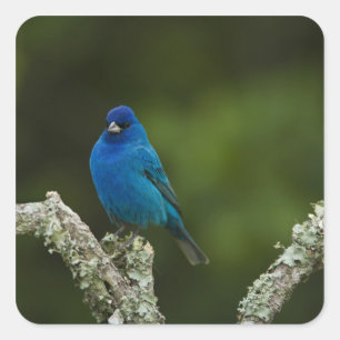 Indigo Bunting, Passerina cyanea, Coastal Quadratischer Aufkleber