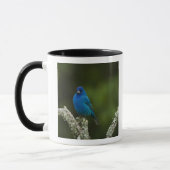 Indigo Bunting, Passerina cyanea, Coastal Tasse (Links)