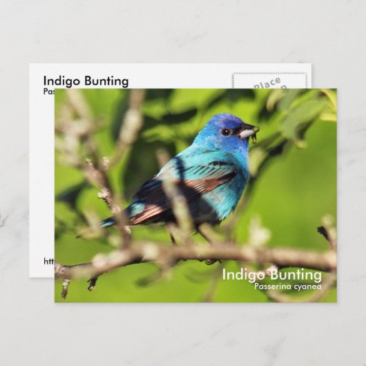 Indigo Bunting Postcard Postkarte (Vorne/Hinten)