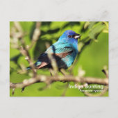 Indigo Bunting Postcard Postkarte (Vorderseite)