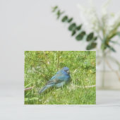 Indigo Bunting Postcard Postkarte (Stehend Vorderseite)