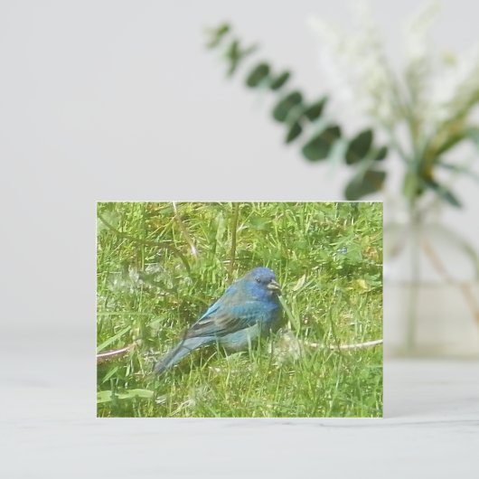 Indigo Bunting Postcard Postkarte (Stehend Vorderseite)