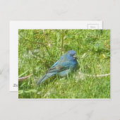 Indigo Bunting Postcard Postkarte (Vorne/Hinten)