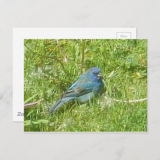 Indigo Bunting Postcard Postkarte (Vorne/Hinten)