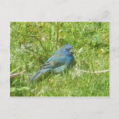 Indigo Bunting Postcard Postkarte (Vorderseite)