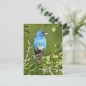 Indigo Bunting Postcard Postkarte (Stehend Vorderseite)