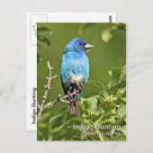 Indigo Bunting Postcard Postkarte (Vorne/Hinten)