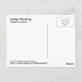 Indigo Bunting Postcard Postkarte (Rückseite)