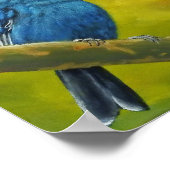 Indigo Bunting - Poster (Ecke)