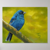 Indigo Bunting - Poster (Vorne)