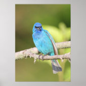 Indigo Bunting Poster (Vorne)