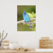 Indigo Bunting Poster (Küche)